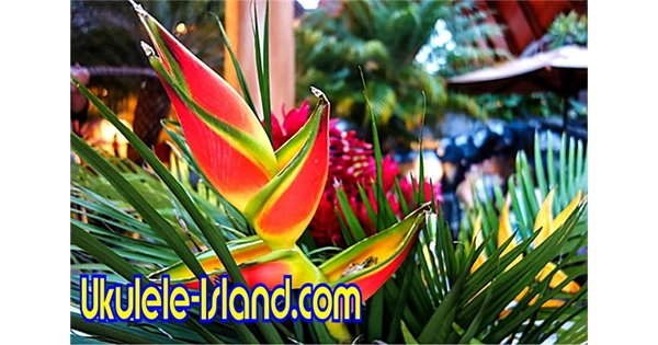 Aloha Joe’s Ukulele Island Radio